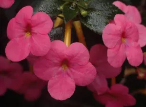 Achimenes Charm Red Flower Bulbs (Pack of 12)