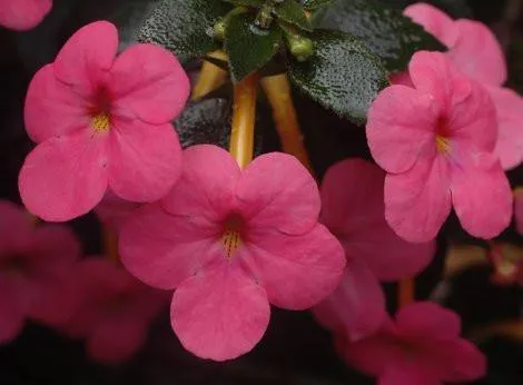 Achimenes Charm Red Flower Bulbs (Pack of 12)