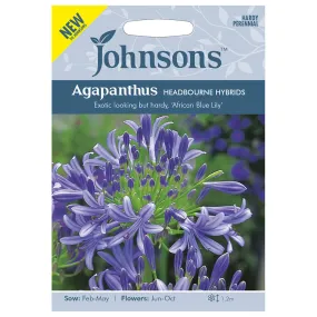 Agapanthus Headbourne Hybrids