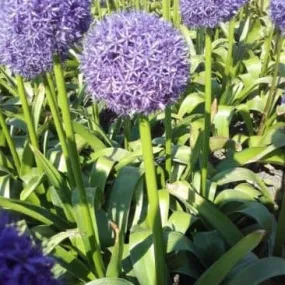 Allium 'Dutchman'