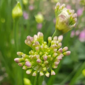 Allium 'Millenium'