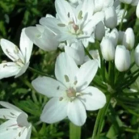 Allium neapolitanum