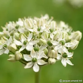 Allium nigrum