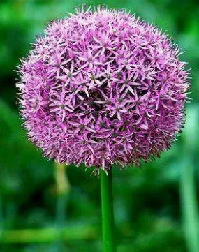 Allium Violet Flower Bulbs (Pack of 3)