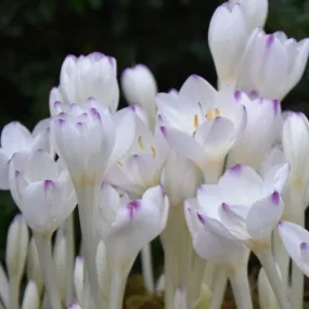Colchicum byzantinum Innocence