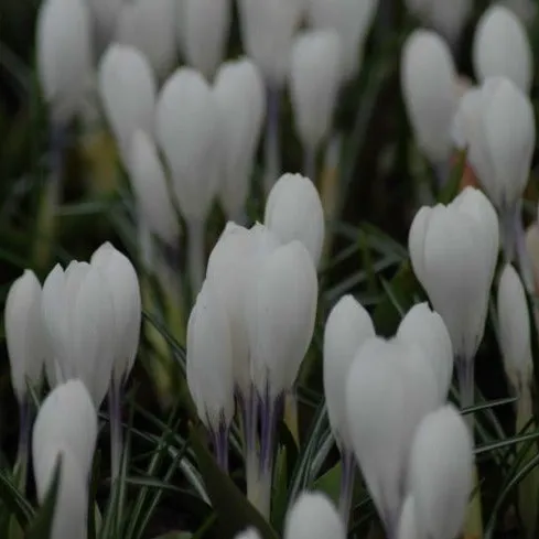 Crocus 'Joan of Arc'