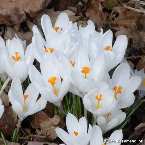 Crocus 'Joan of Arc'