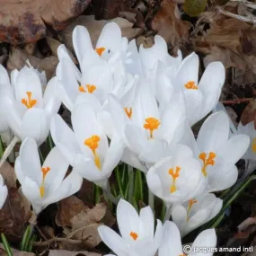 Crocus 'Joan of Arc'