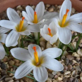 Crocus malyi