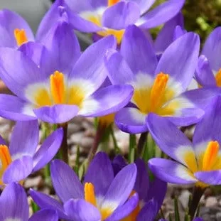 Crocus sieberi ssp. sublimis 'Tricolor'