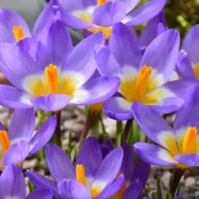 Crocus sieberi ssp. sublimis 'Tricolor'