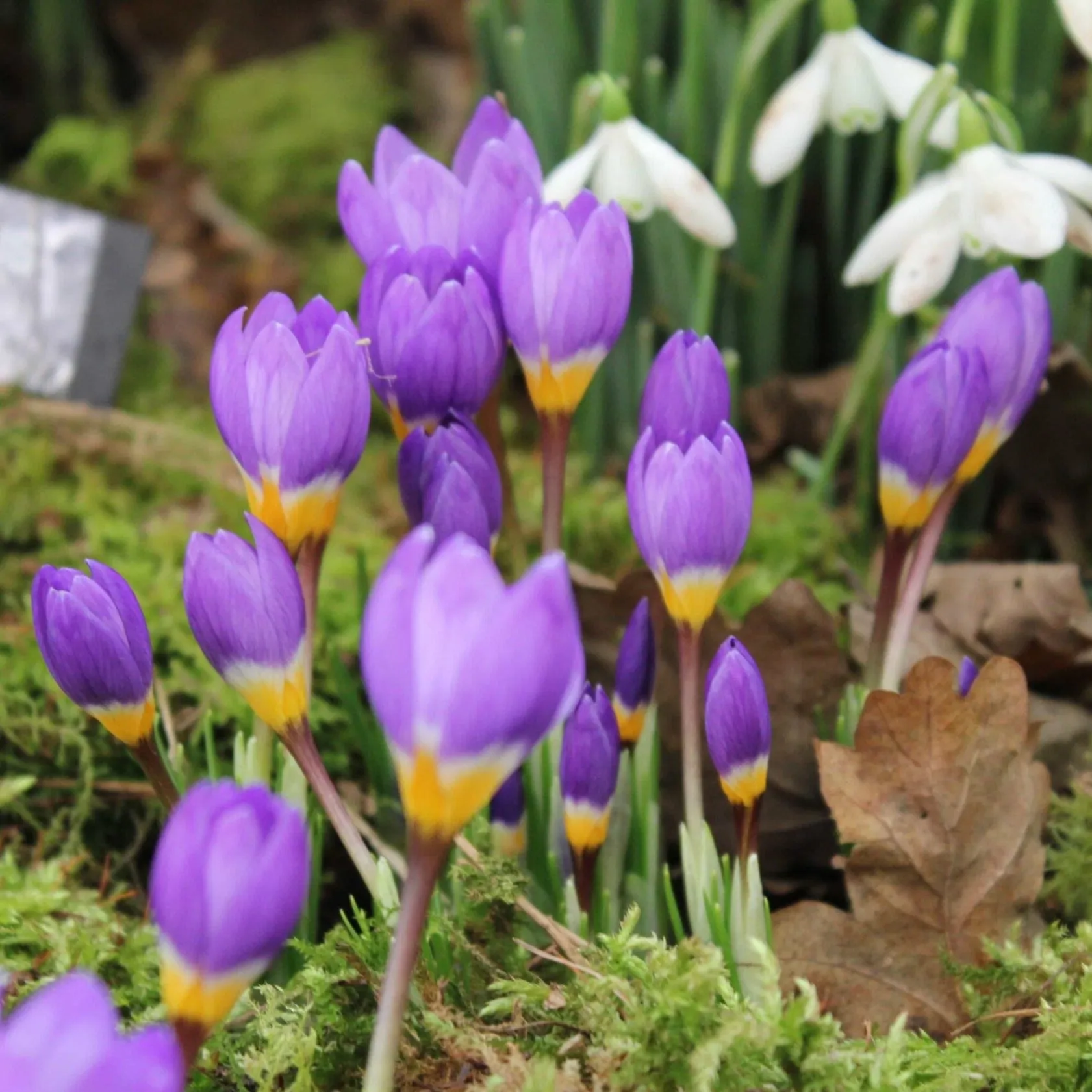 Crocus sieberi ssp. sublimis 'Tricolor'