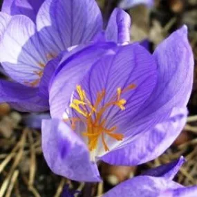 Crocus speciosus 'Oxonian'