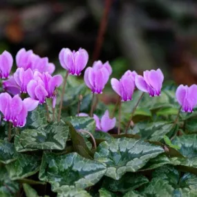 Cyclamen hederifolium