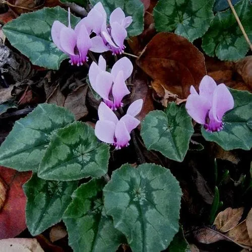 Cyclamen hederifolium