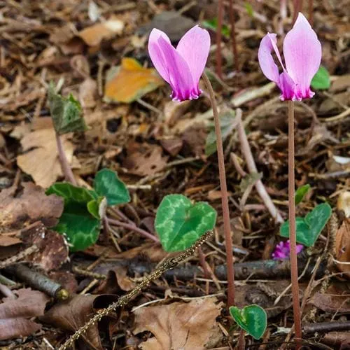 Cyclamen hederifolium