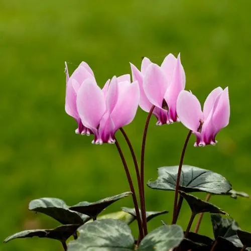 Cyclamen hederifolium