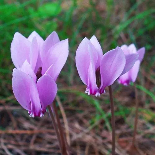 Cyclamen hederifolium