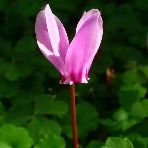 Cyclamen hederifolium