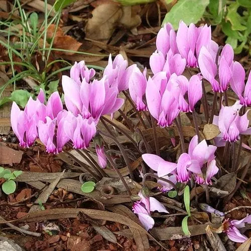 Cyclamen hederifolium