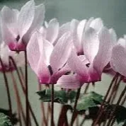 Cyclamen rohlfsianum