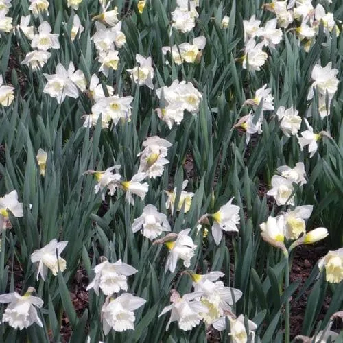 Daffodil Mount Hood