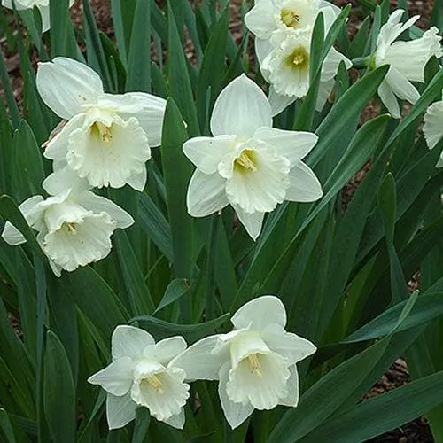Daffodil Mount Hood