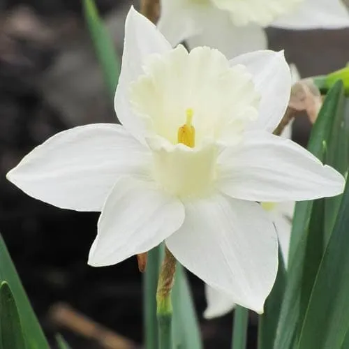 Daffodil Mount Hood