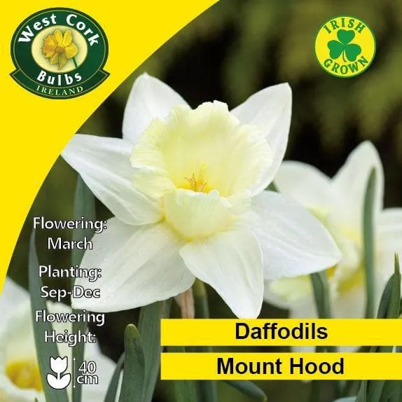 Daffodil Mount Hood