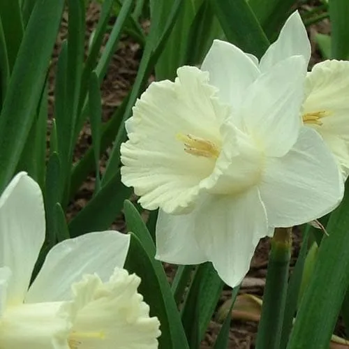 Daffodil Mount Hood