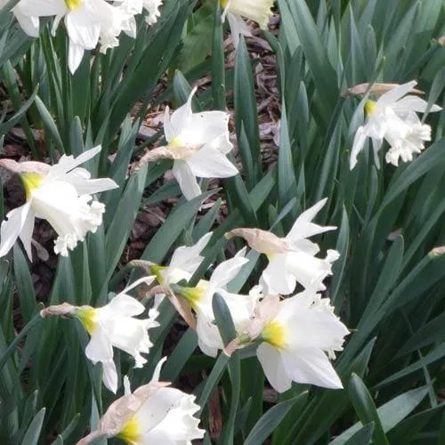 Daffodil Mount Hood