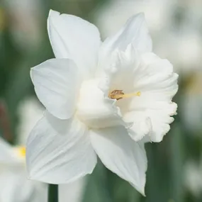 Daffodil Mount Hood