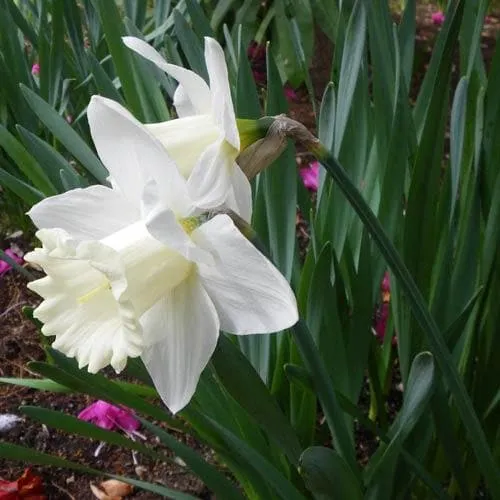 Daffodil Mount Hood