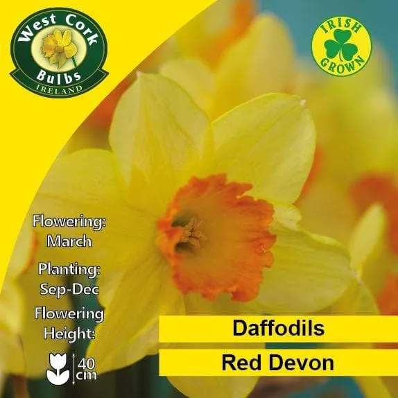 Daffodil Red Devon