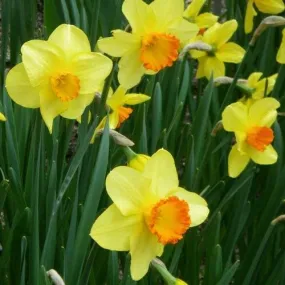 Daffodil Red Devon