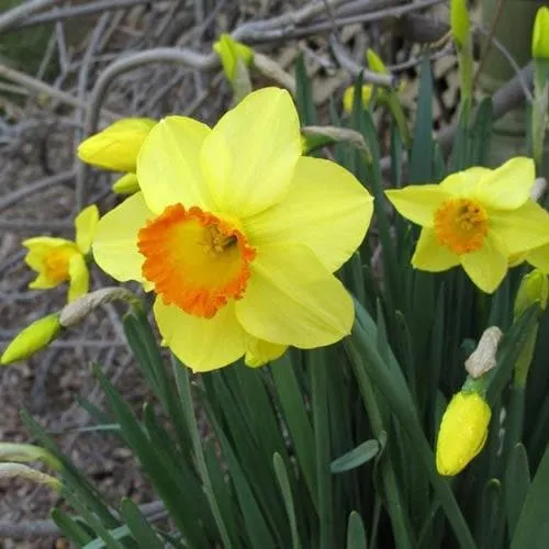 Daffodil Red Devon