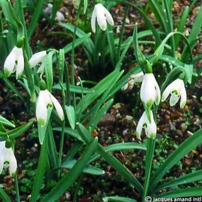 Galanthus nivalis 'Viridapice'