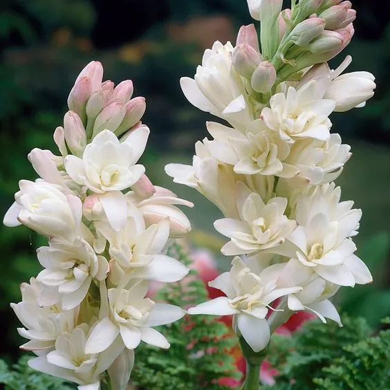 Tuberoses Bulbs! 🌼  Plant Growth Supplement FREE