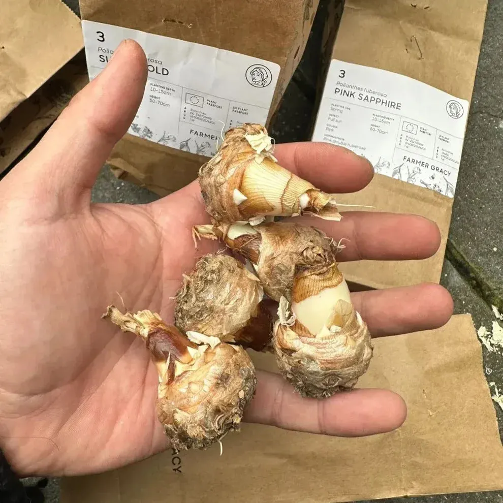 Tuberoses Bulbs! 🌼  Plant Growth Supplement FREE