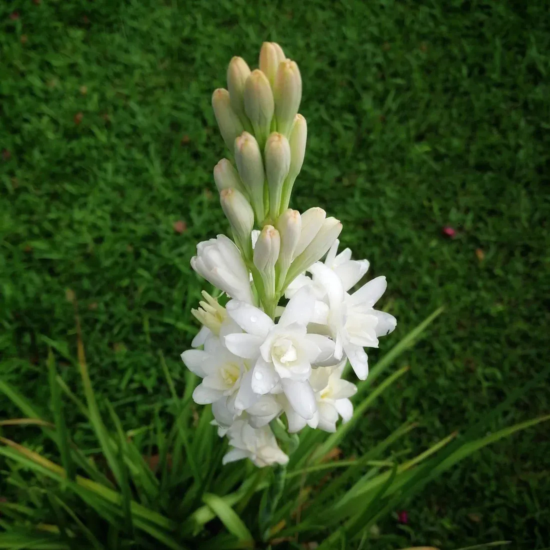 Tuberoses Bulbs! 🌼  Plant Growth Supplement FREE