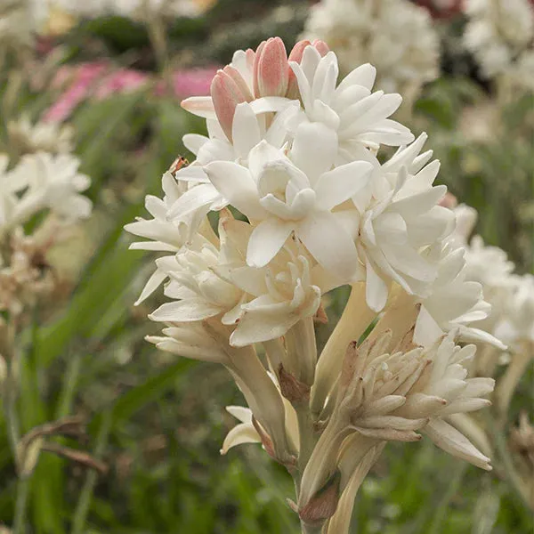 Tuberoses Bulbs! 🌼  Plant Growth Supplement FREE