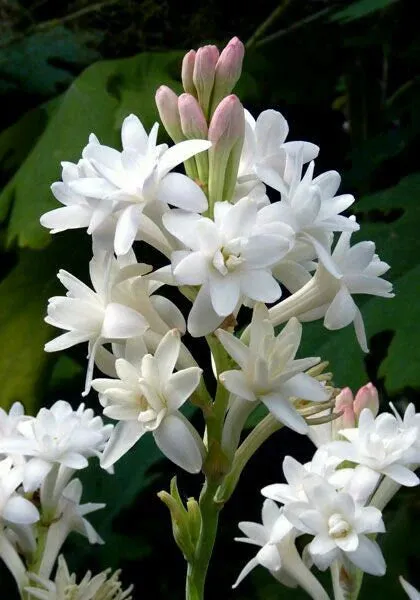 Tuberoses Bulbs! 🌼  Plant Growth Supplement FREE