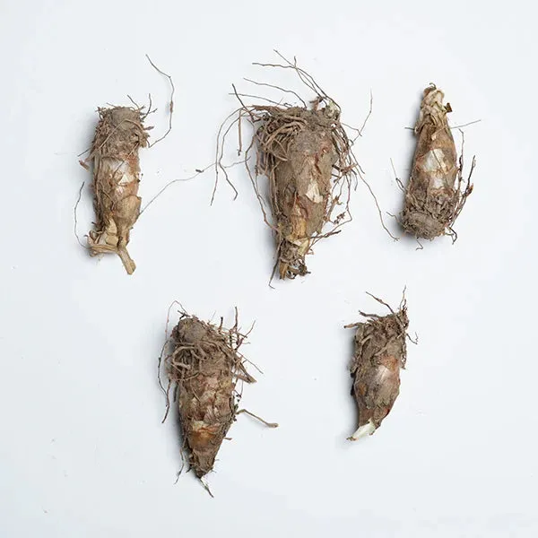Tuberoses Bulbs! 🌼  Plant Growth Supplement FREE