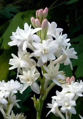 Tuberoses Bulbs! 🌼  Plant Growth Supplement FREE
