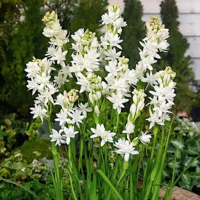 Tuberoses Bulbs! 🌼  Plant Growth Supplement FREE